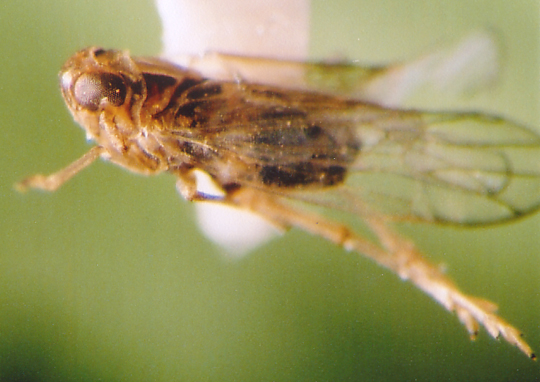 Photo of Homoptera: Delphacidae 