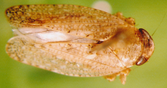 Photo of Unknown Homoptera 