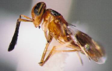 Photo of Hymenoptera: Encyrtidae 