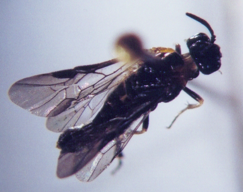 Photo of Hymenoptera: Argidae 
