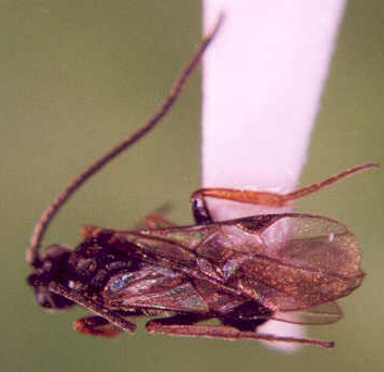 Photo of Hymenoptera: Braconidae 