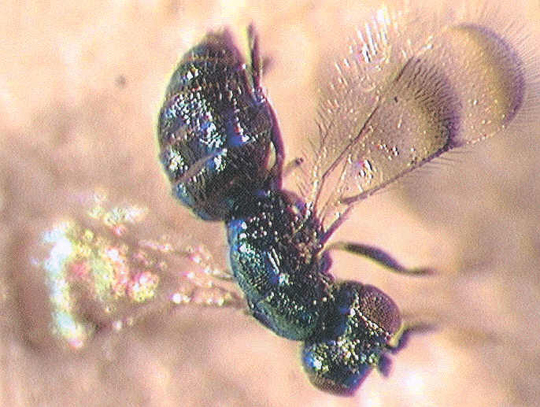 Photo of Hymenoptera: Eulophidae Closterocerus 