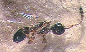 Photo of Hymenoptera: Diapriidae 