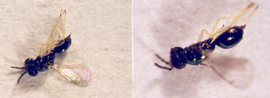 Photo of Hymenoptera: Eulophidae Chrysocharis 