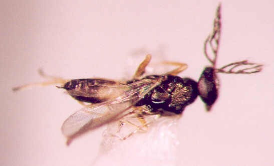 Photo of Hymenoptera: Eulophidae 