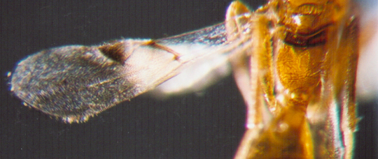 Photo of Hymenoptera: Braconidae: Euphorinae 