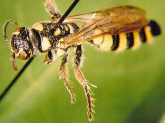 Photo of Hymenoptera: Unkown 