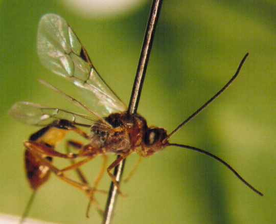 Photo of Hymenoptera: Ichneumonidae 