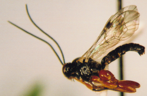 Photo of Hymenoptera: Ichneumonidae 