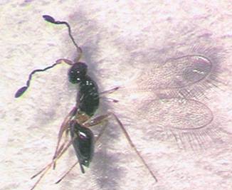 Photo of Hymenoptera: Mymaridae 