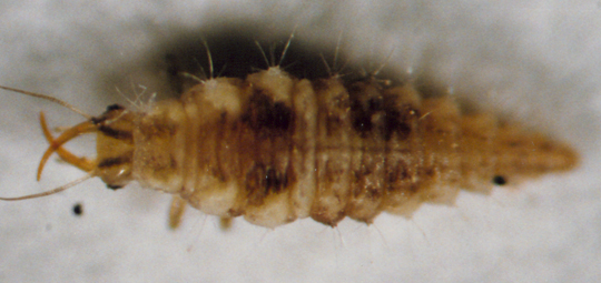 Photo of Neuroptera: Chrysopa 