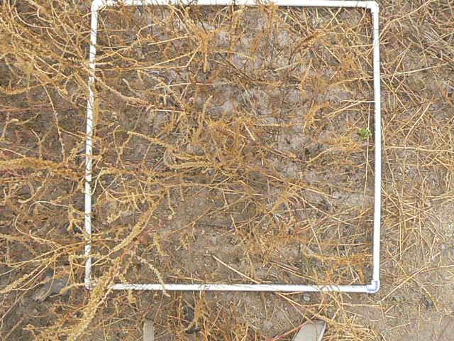 91 days after seeding, 1 meter grids used for evaluating plant specie success and canopy cover