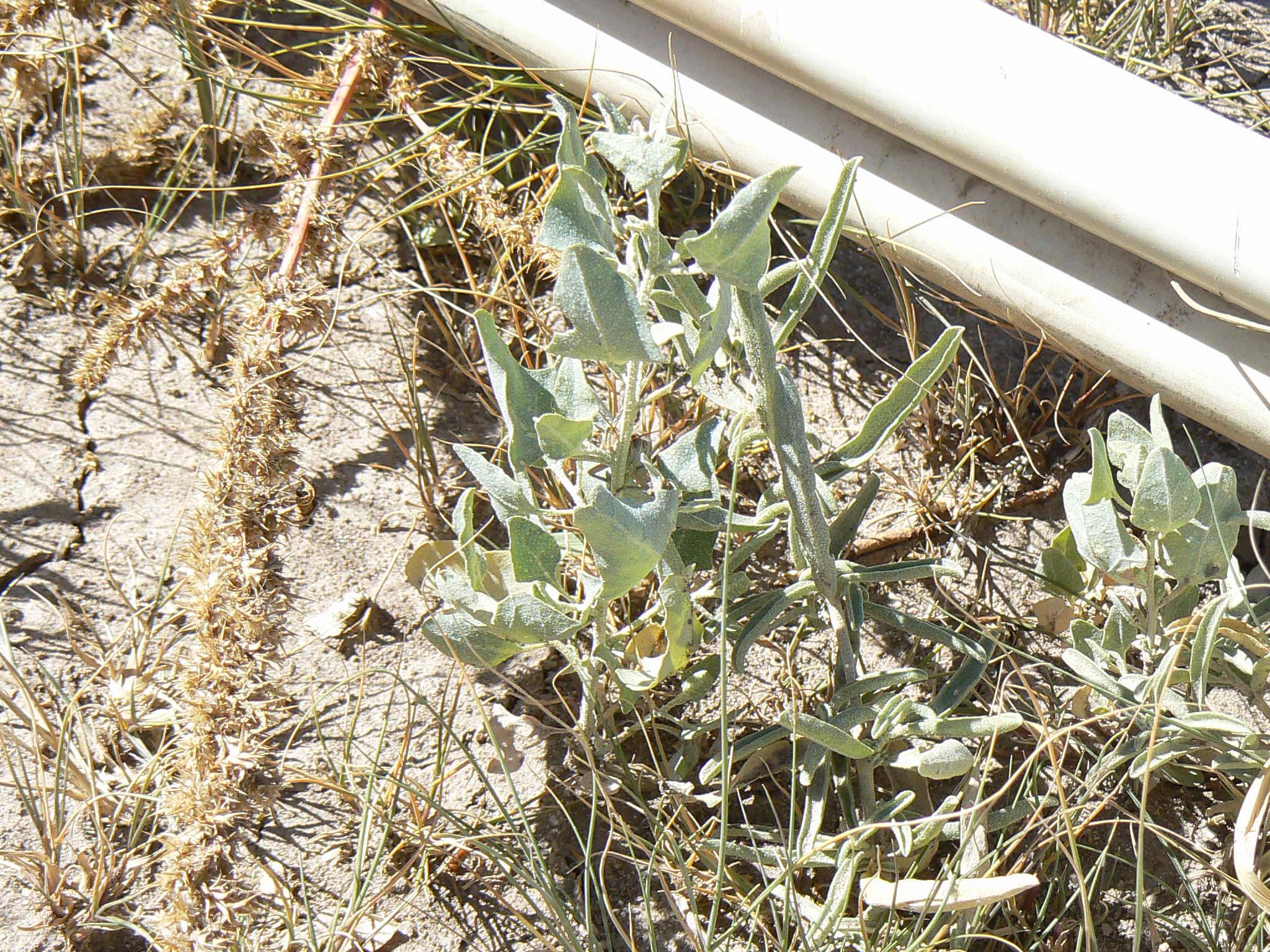 Atriplex lentiformis