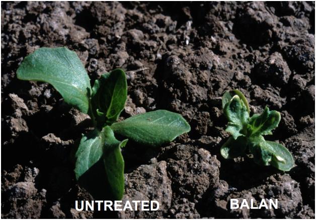 Example of Balan Symptoms in lettuce