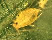 Photo of a green peach aphid (with a link to a version of the same image)