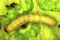 Photo of a beet armyworm (with a link to a larger version of the photo)