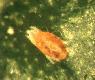 Photo of a two-spotted spider mite (with a link to a larger version of the same photo)