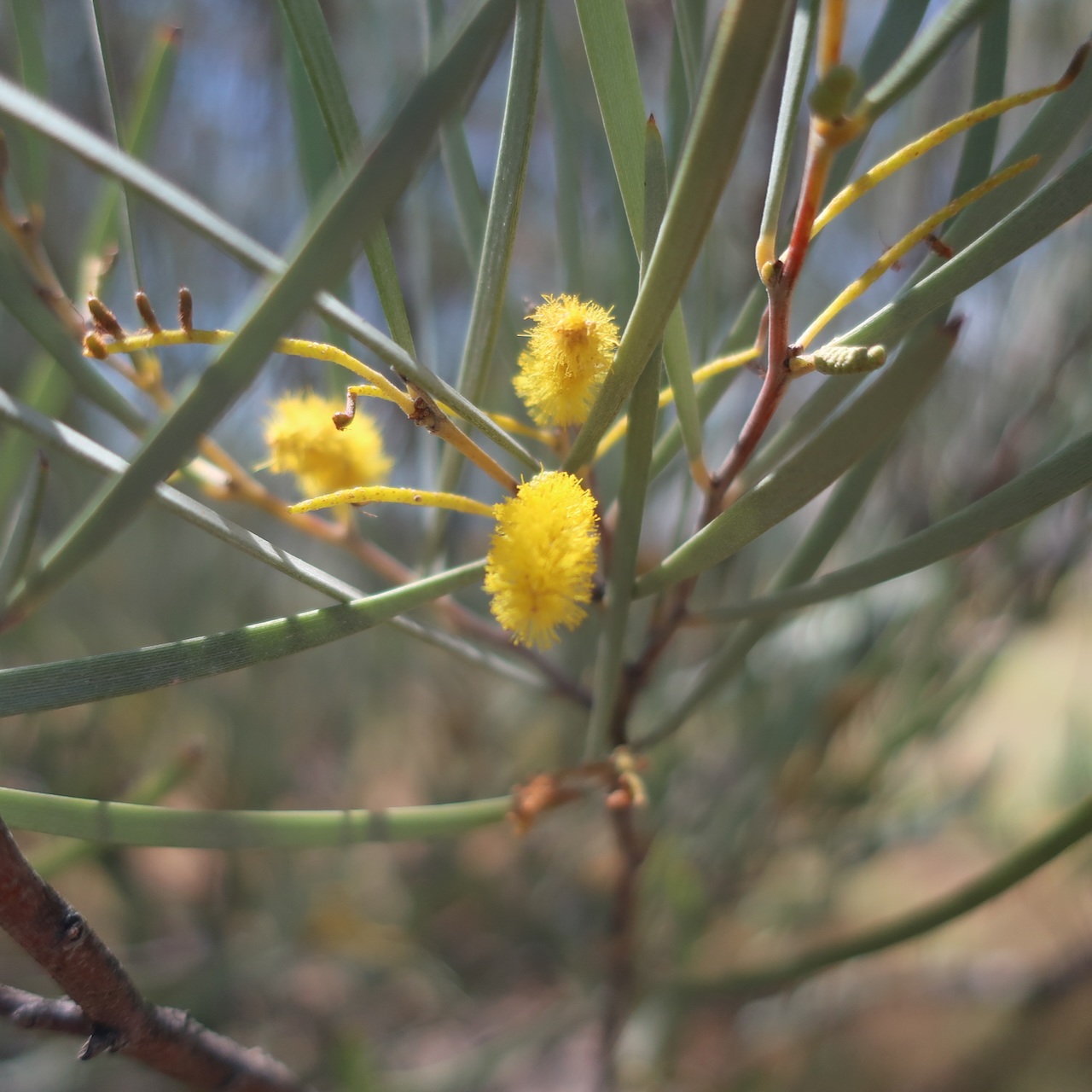 Acacia kempeana