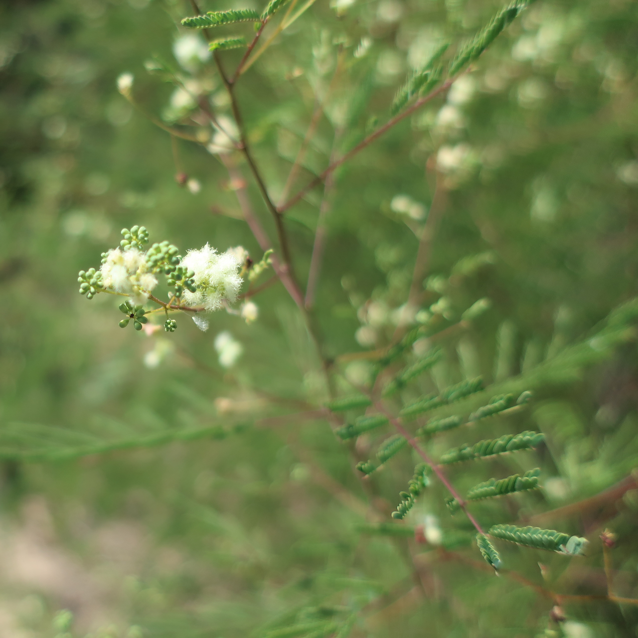 Acaciella angustissima var. angustissima