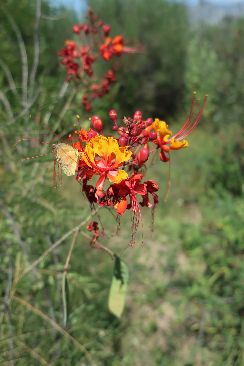 Caesalpinia pulcherrima