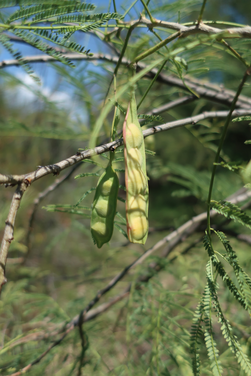 Mariosousa millefolia fruits