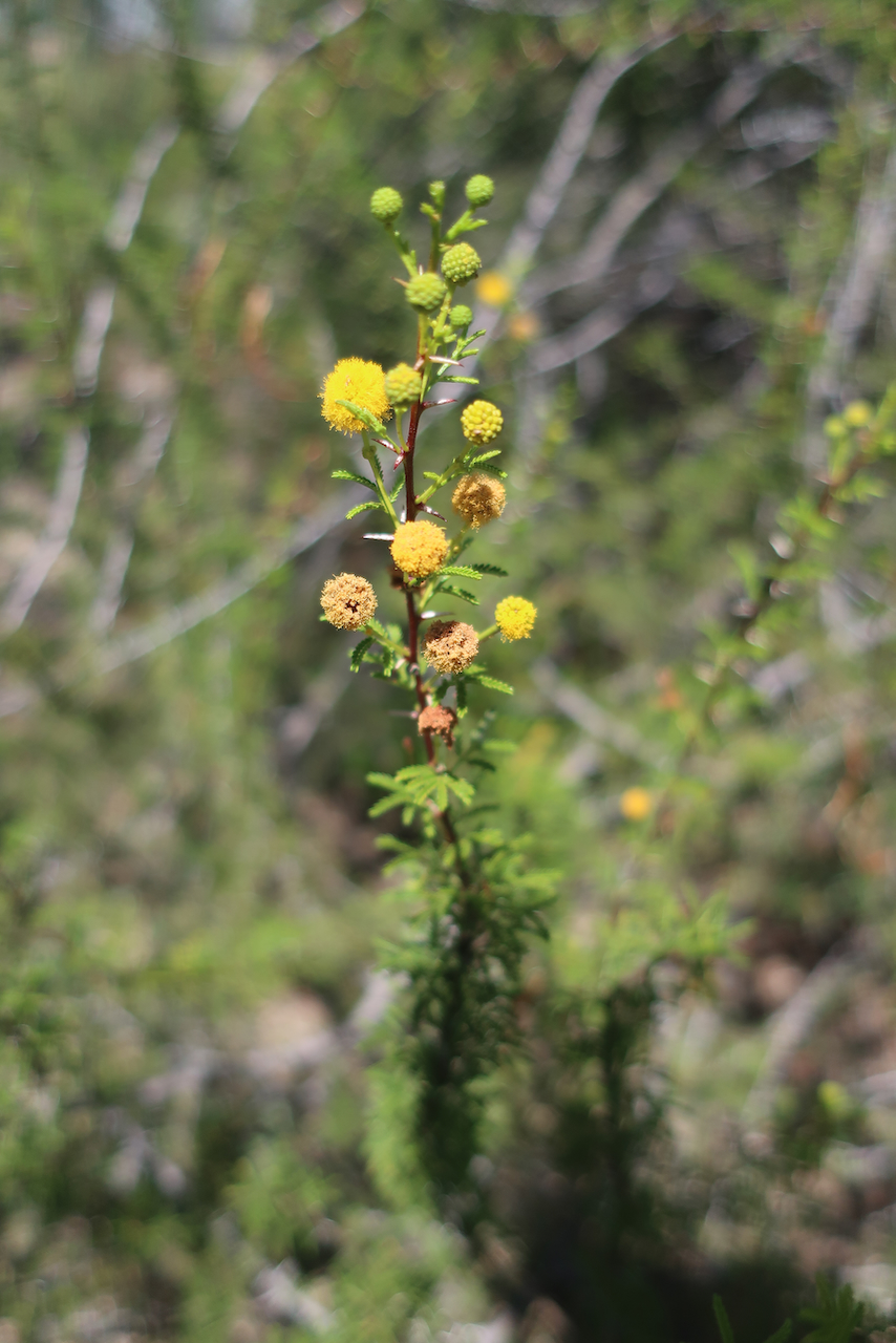 Vachellia vernicosa inflorescences