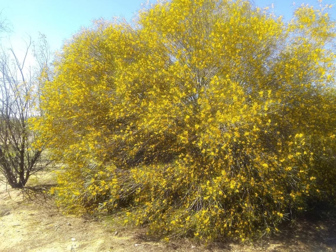 Acacia acuminata