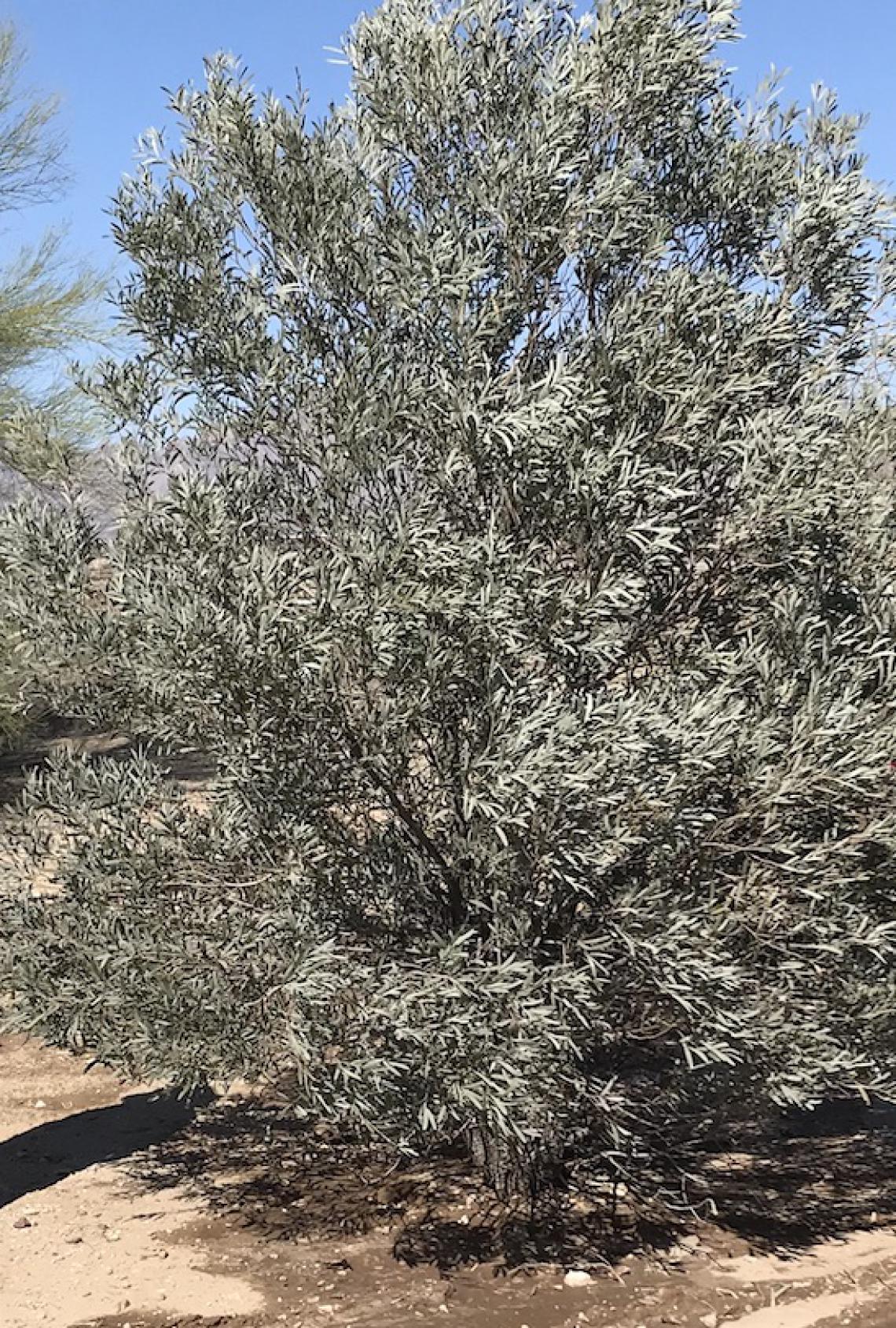 Acacia cambagei specimen prior to transplanting