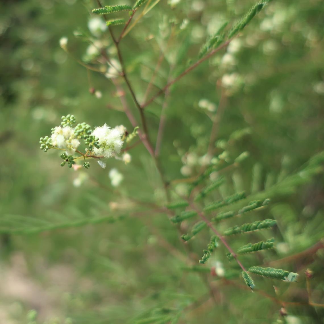 Acaciella angustissima var. angustissima