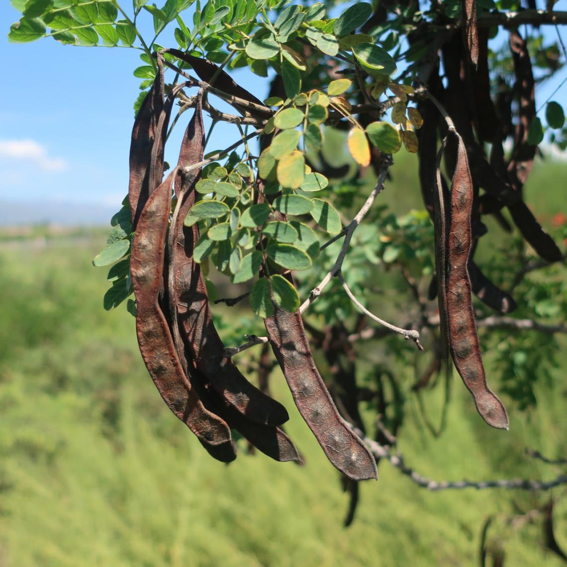 Leucaena retusa