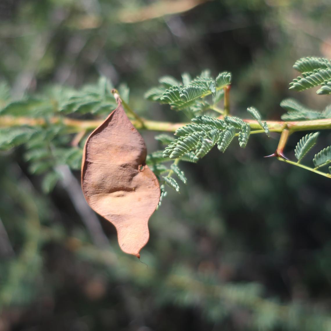 Senegalia gillesii