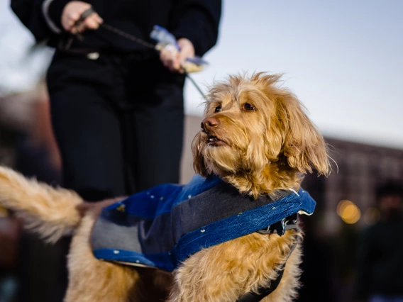 Dogs in Denim Fashion Show