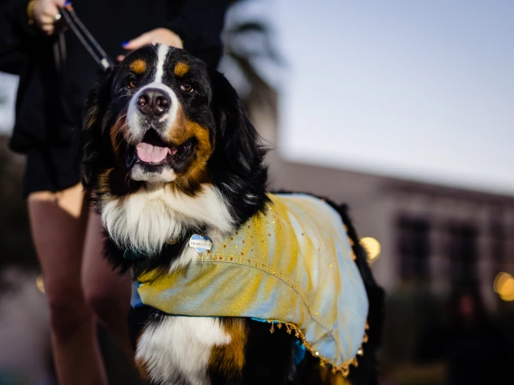 Dogs in Denim Fashion Show