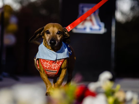 Dogs in Denim Fashion Show