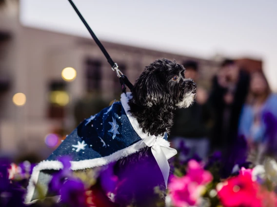 Dogs in Denim Fashion Show
