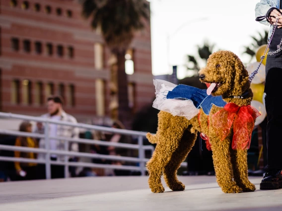 Dogs in Denim Fashion Show