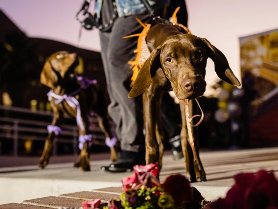 Dogs in Denim Fashion Show
