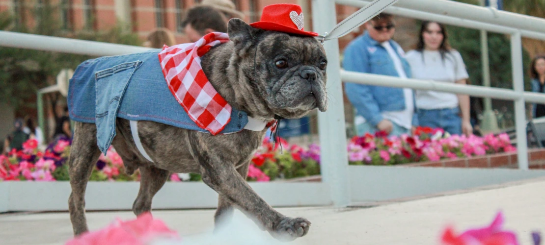 Dogs N Denim Fashion Show 2023, Where Style Meets Service
