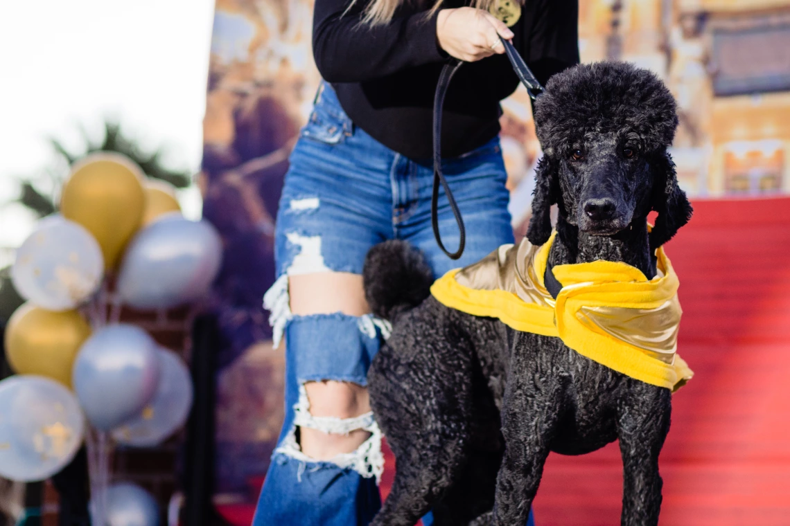 Dogs in Denim Fashion Show