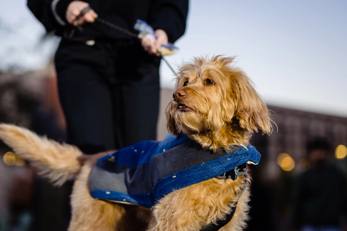 Dogs in Denim Fashion Show