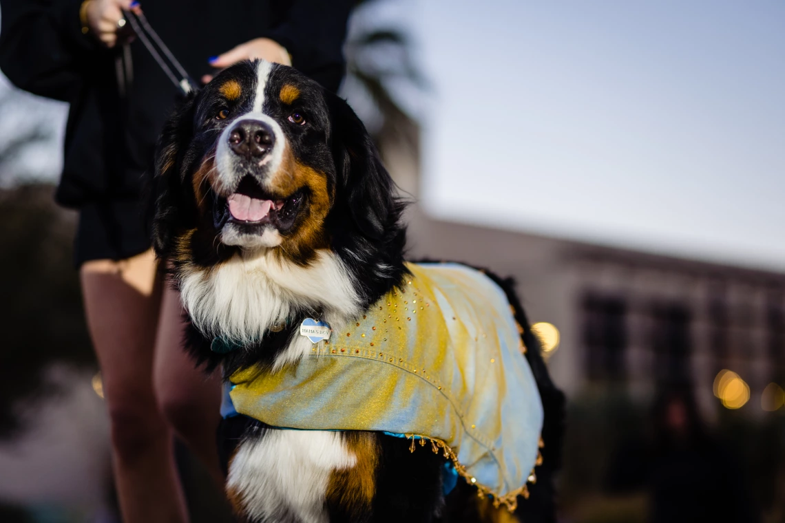Dogs in Denim Fashion Show