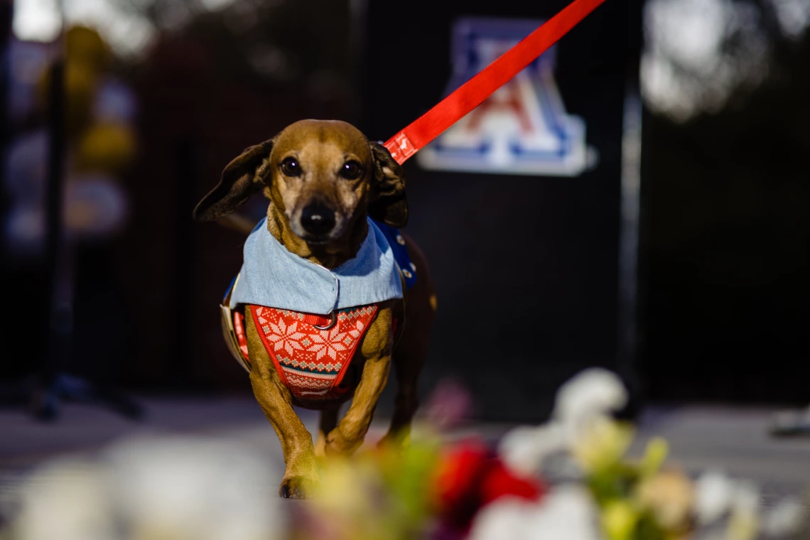 Dogs in Denim Fashion Show