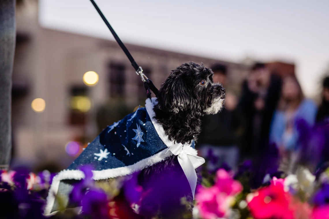 Dogs in Denim Fashion Show