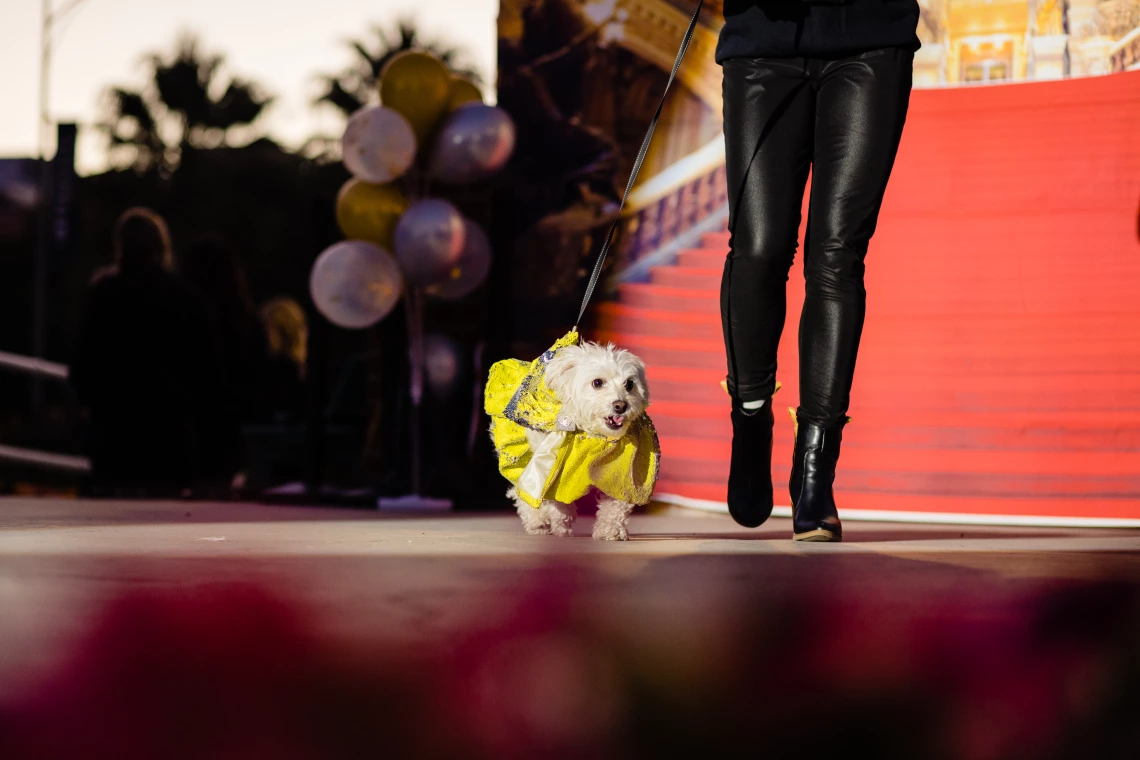 Dogs in Denim Fashion Show