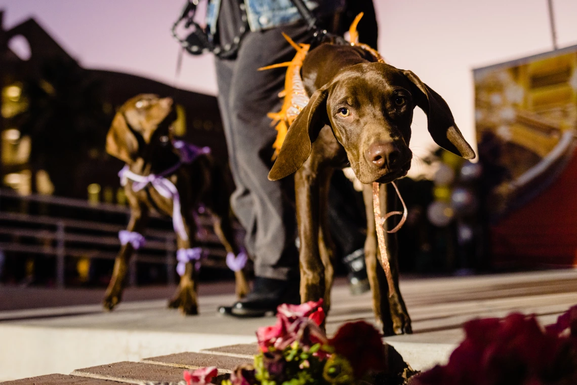 Dogs in Denim Fashion Show