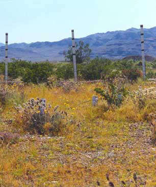 Spring wildflowers in the Nevada desert