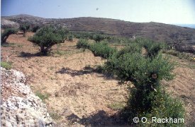 Resprouting olive grove, 12 months after fire