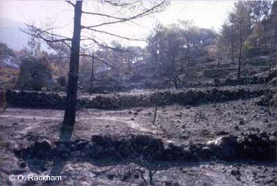 Pine woods invading former crop lands