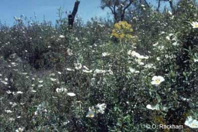 Cistus invading pasture