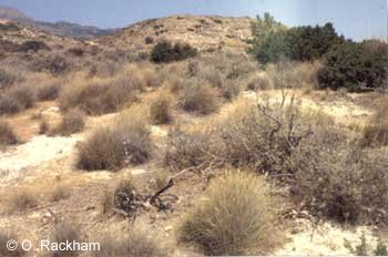 Same landscape, 30 years on, post-fire